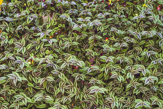 綠植墻