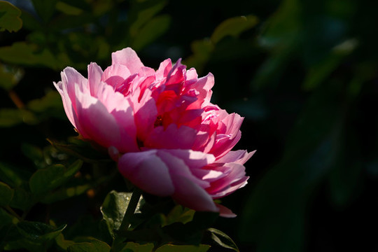 牡丹花