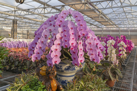 蘭花造型
