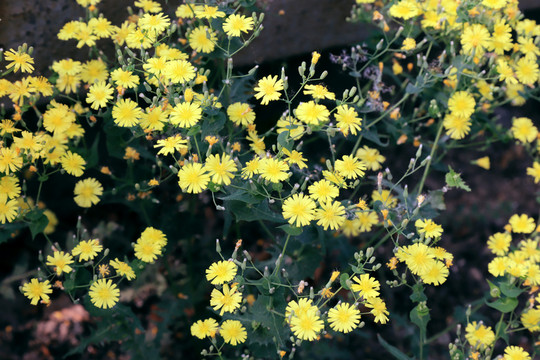抱莖苦荬菜