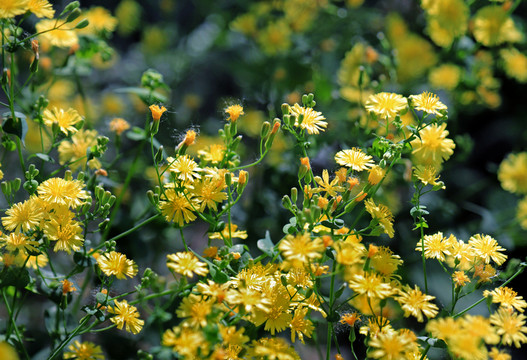 抱莖苦荬菜