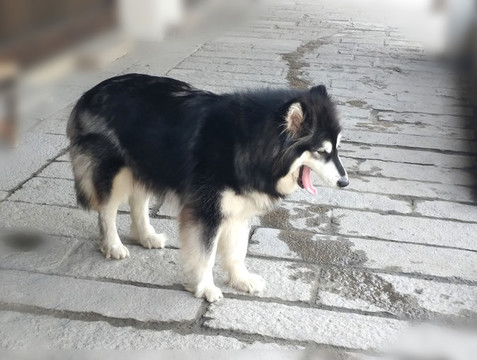 黑毛犬