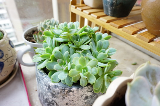 小綠植多肉植物