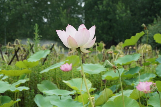 荷花