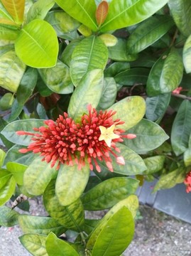 龍傳花