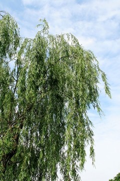 垂柳