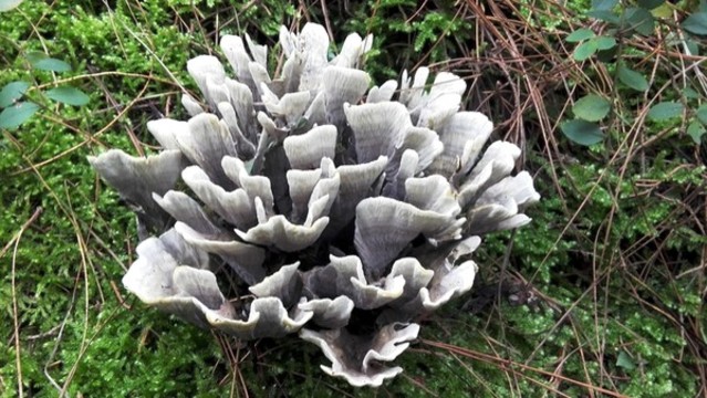 野生蘑菇干巴菌
