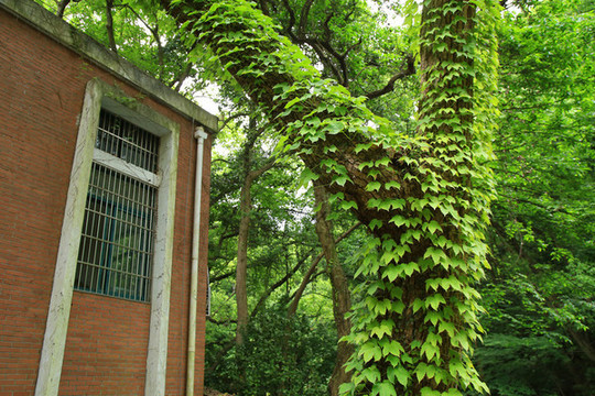 爬山虎