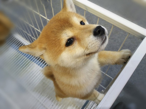 黃色秋田犬