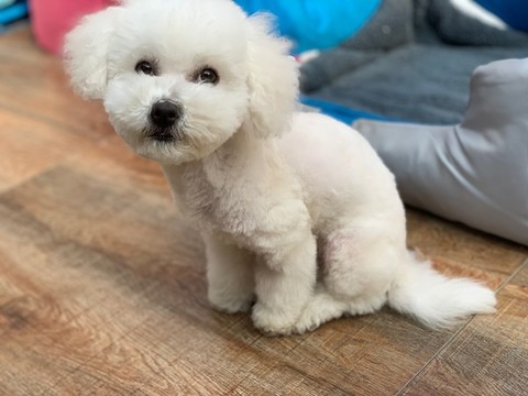 比熊犬