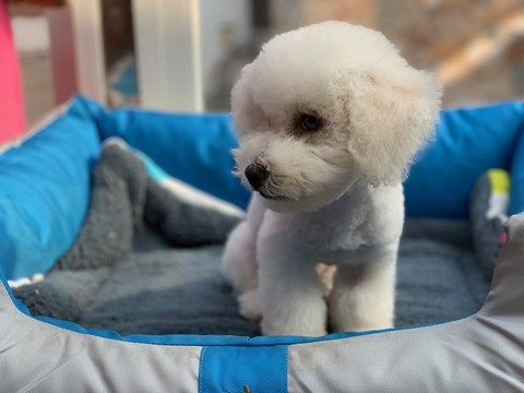 比熊犬