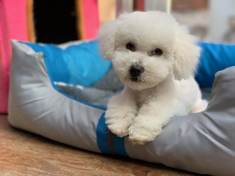 比熊犬