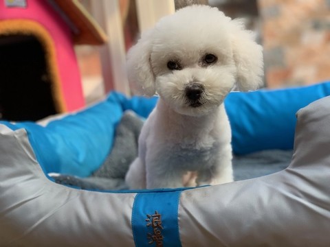比熊犬