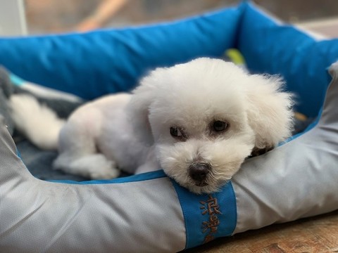 比熊犬
