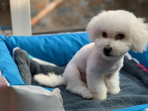 比熊犬