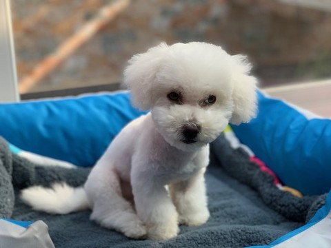 比熊犬