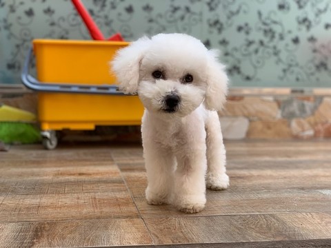 比熊犬