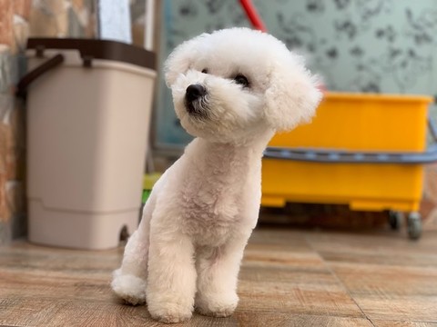 比熊犬