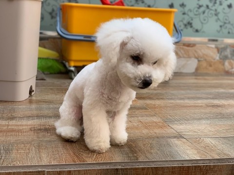 比熊犬