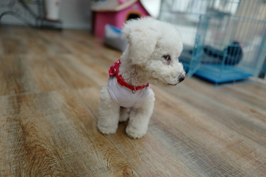 比熊犬