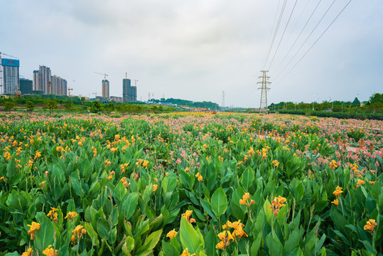 那考河濕地公園花的海洋花田種植
