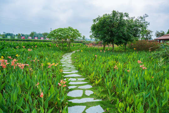 美人蕉花園小路休閑散步健康生活