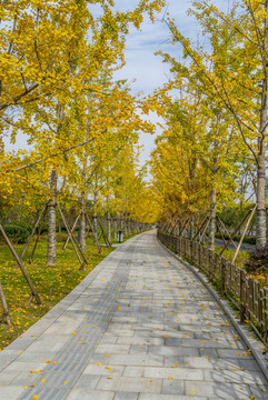 樹林小路