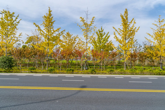樹(shù)林道路