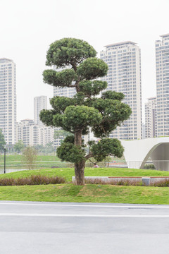 羅漢松