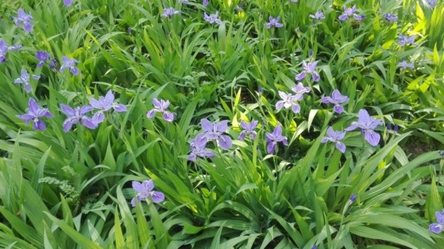 鳶尾花