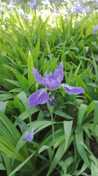 鳶尾花