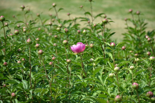芍藥花