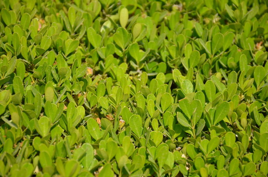 冬青特寫(xiě)