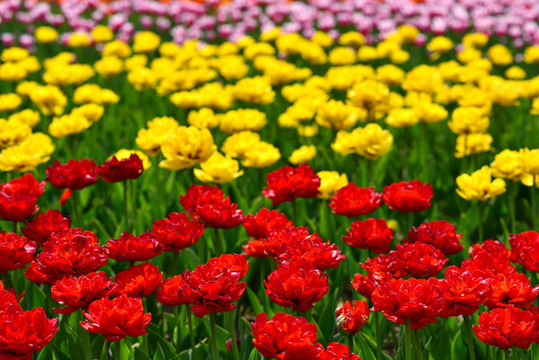 郁金香花圃