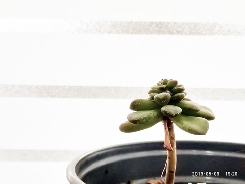 孤獨(dú)多肉
