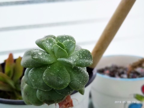 多肉