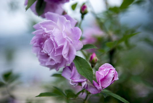 薔薇