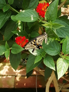 花丛中休憩的漂亮白蝴蝶