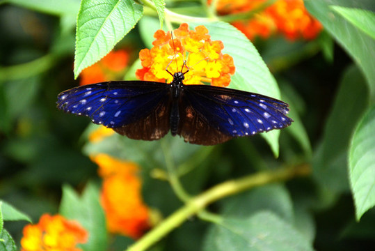 花丛中一只漂亮的蓝蝴蝶