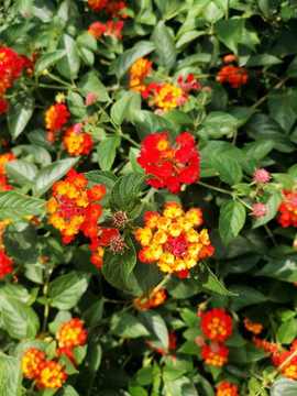 盛開(kāi)的漂亮五色梅