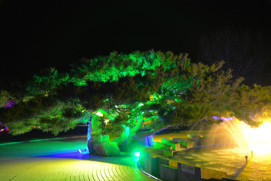 夜晚茂盛的大松樹