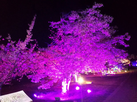 夜晚美麗的櫻花樹