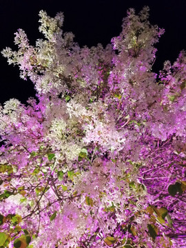 夜晚盛開的丁香樹