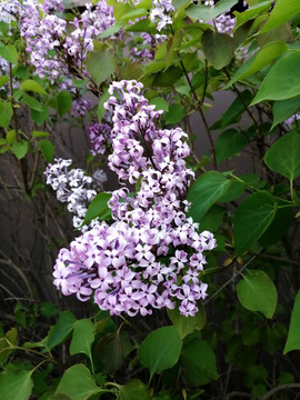 一簇盛開(kāi)的丁香花