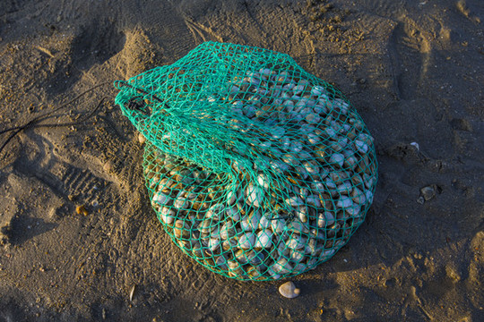 海螺