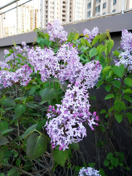 花團錦簇的丁香花