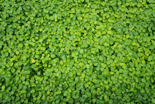 綠葉植物墻廣告海報素材