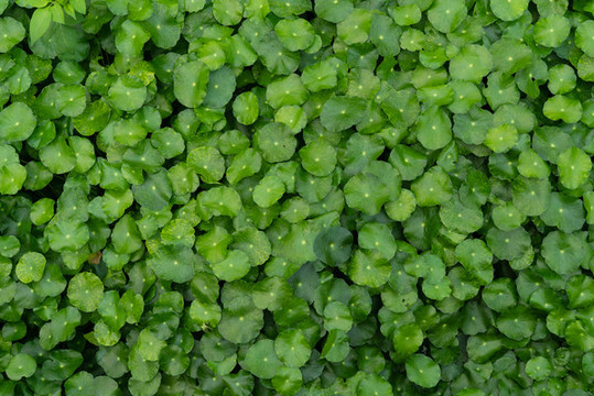 綠葉植物墻廣告海報素材