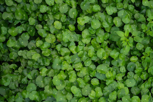 綠葉植物墻廣告海報素材