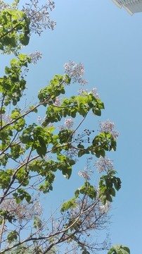 藍(lán)天泡桐花